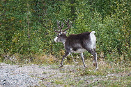 Valkopäinen poro matkalla Leviltä Kilpisjärvelle