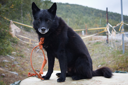 Lapinporokoira Kilpisjärvellä